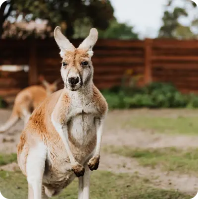 Kangaroo